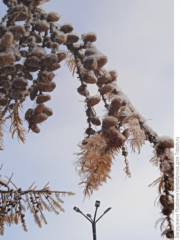 Лиственница.