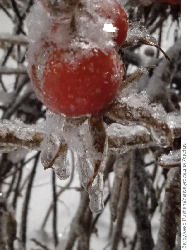 Шиповник после зимнего дождя.