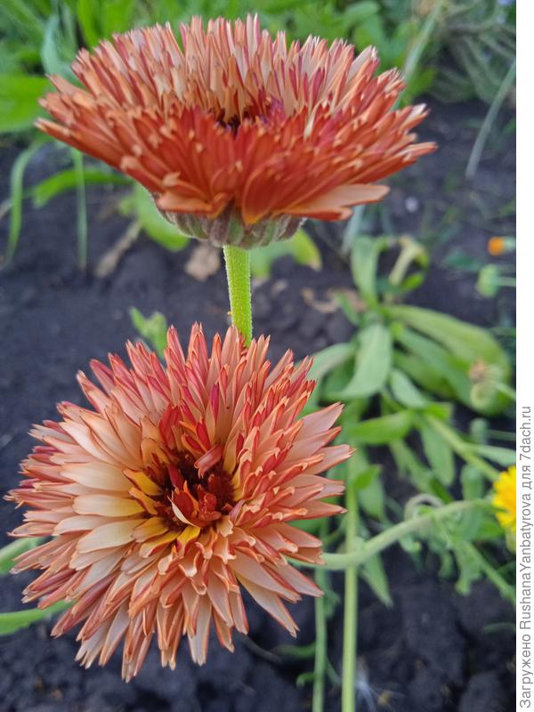 А это прошлогодняя красотка в этом году.