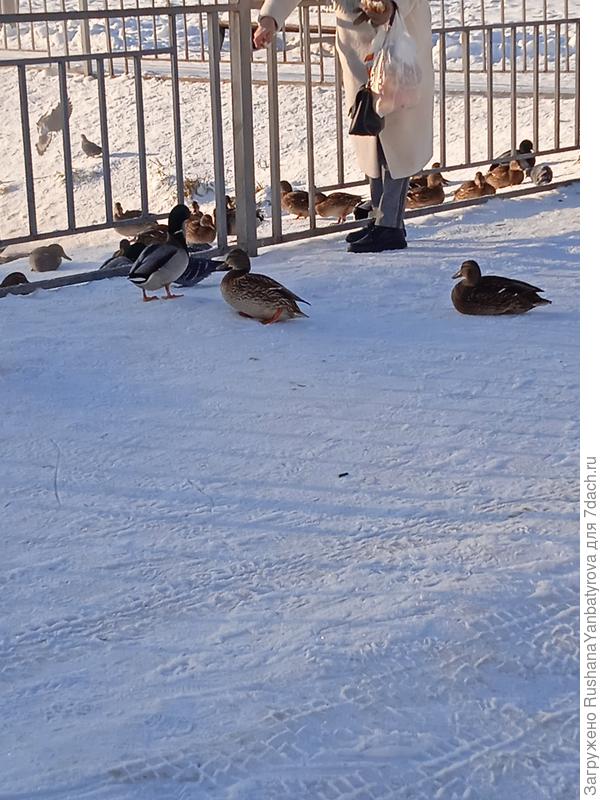Желающие покормить уток есть всегда!
