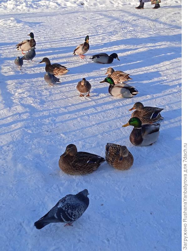 Голуби кормятся рядом с утками
