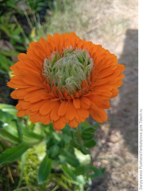 Зелёное сердце.