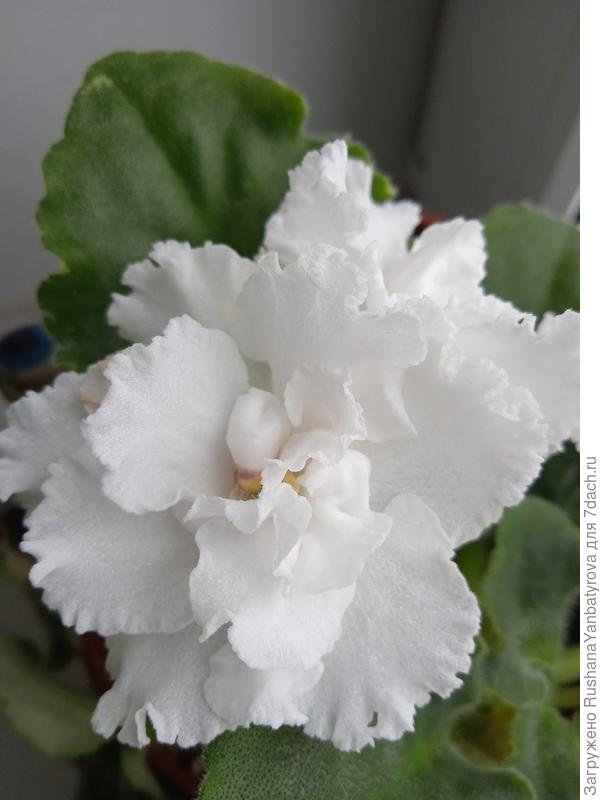 Пусть жизнь будет светлой!