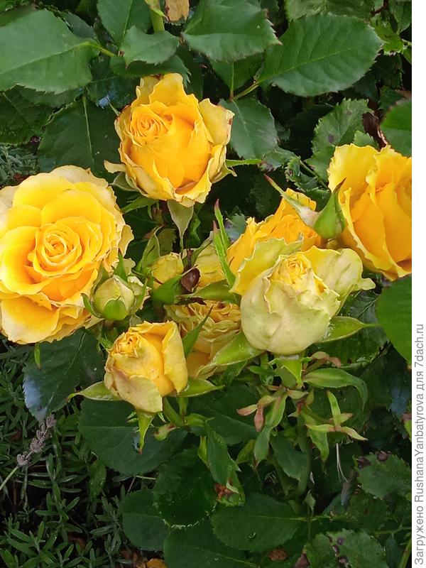 И много красоты на ваших дачах!