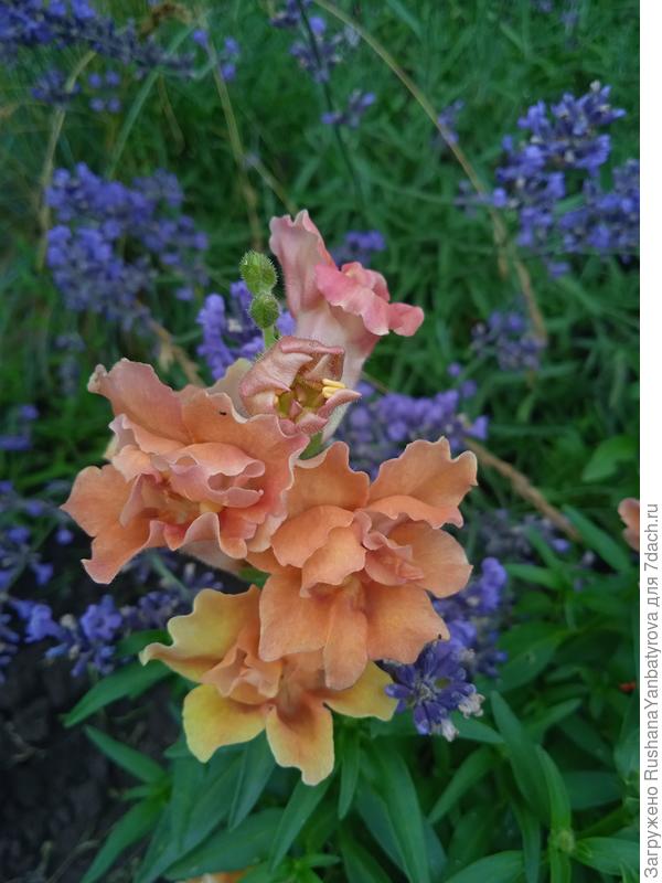 Львиный лев низкорослый Абрикосовый зонтик