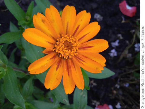 Цинния узколистная Захара