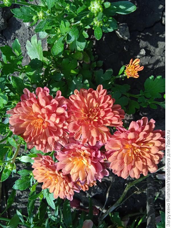 Хризантема мультифлора Оранж