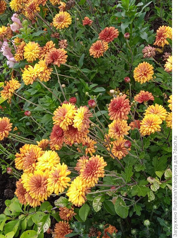 Хризантема корейская