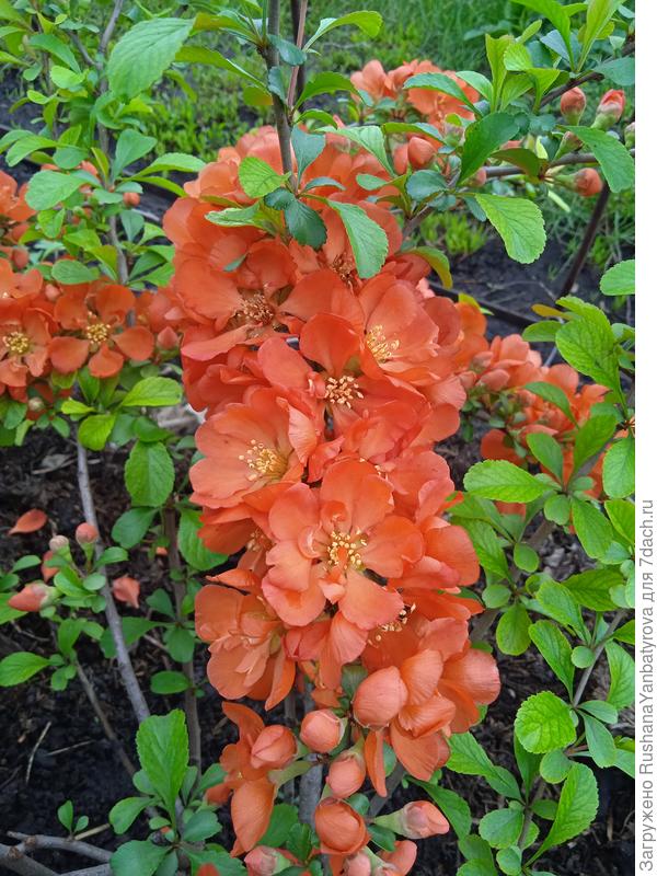 Айва японская