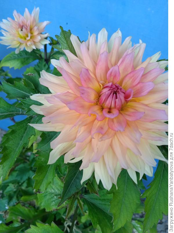 Георгин Леонардо.