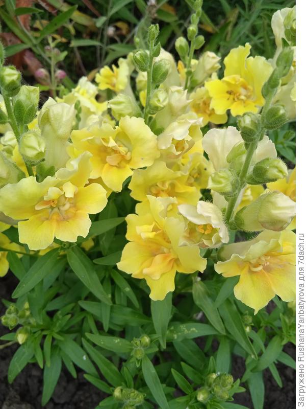 Львиный зев