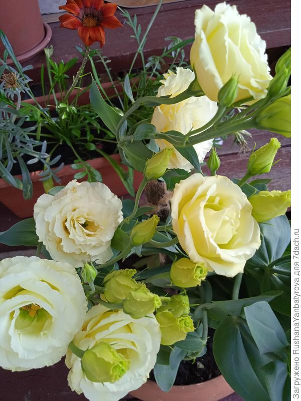 Эустома Золотая вуаль