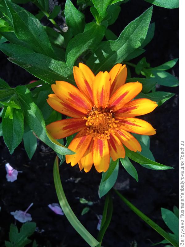 Цинния узколистная Захара