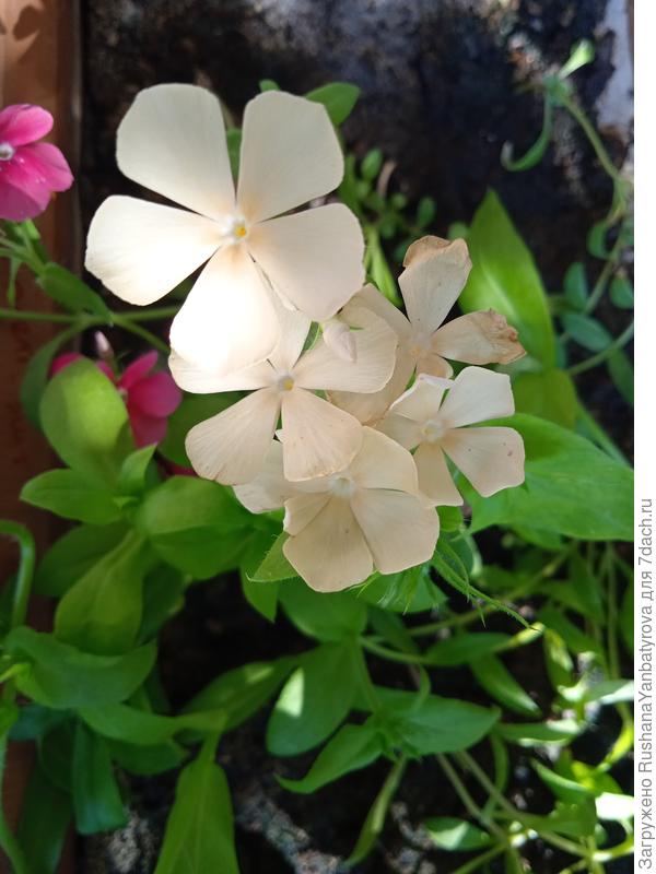 Редкий цвет для флокса Драммонда.