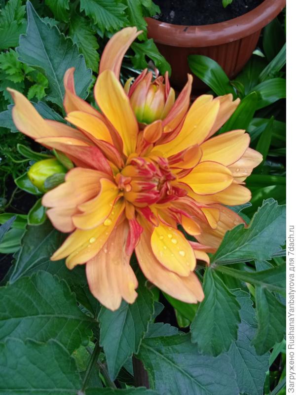 Георгин для патио Кобра