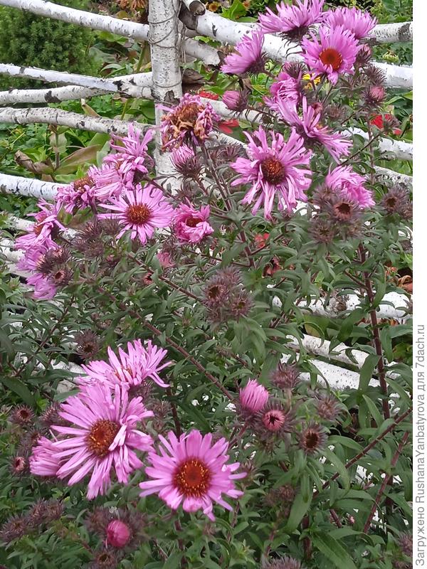 Астра многолетняя новобельгийская