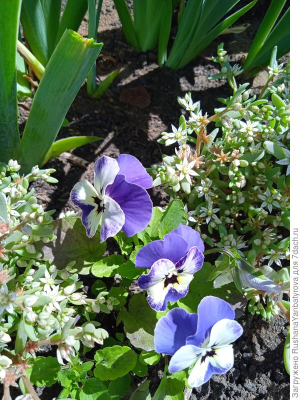 Виолуи Гжель