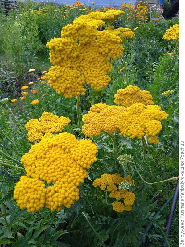 Тысячелистник