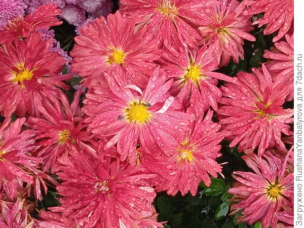 Яркие краски в зиму!