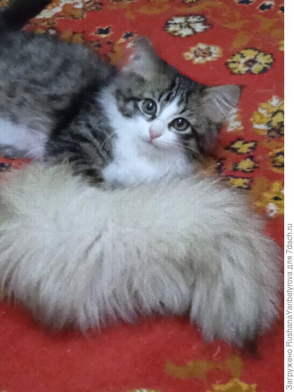 Любимая игрушка. Глянь, как я могу