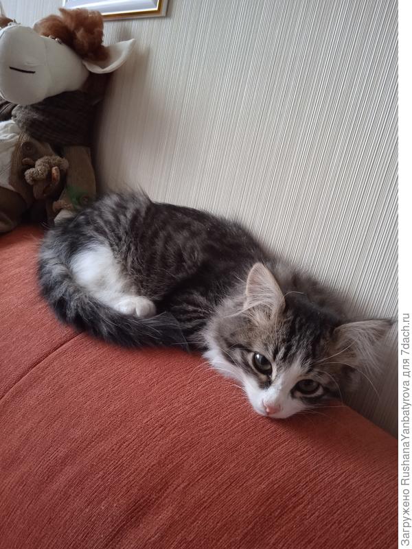 Любимое спальное место.