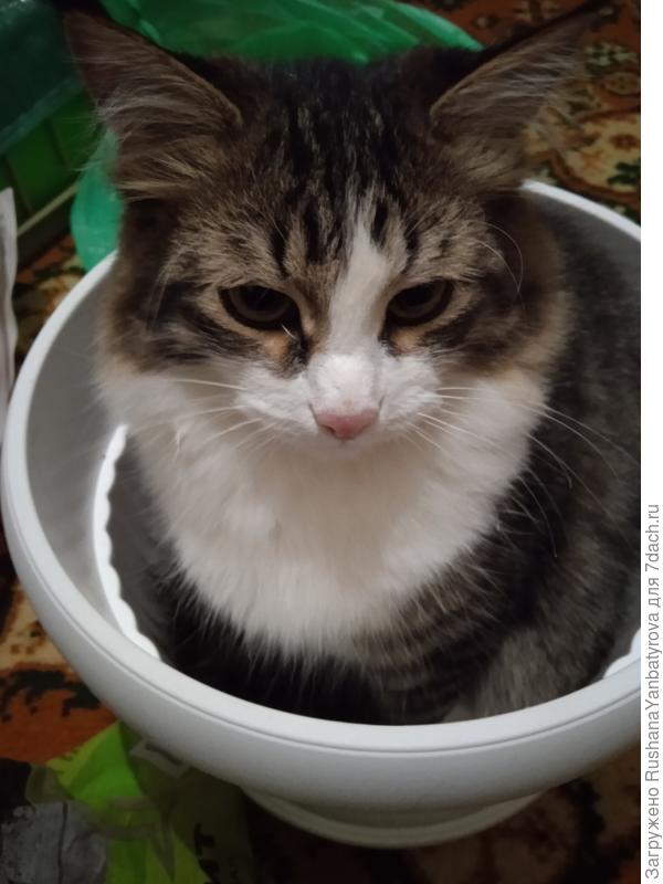 Весна, посевная. Мамин помощник.