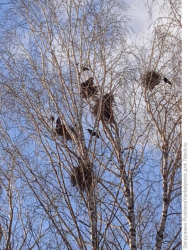 Гнезда уже разобрали.