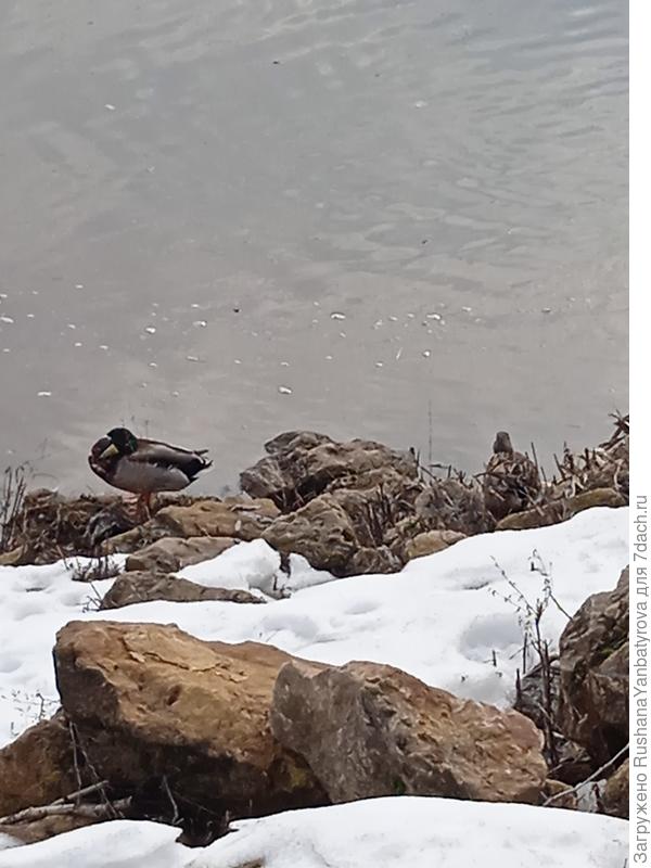 Мамочка правее замаскировалась.