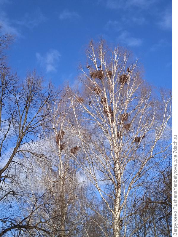 Гнёзд много, грачей ещё больше!