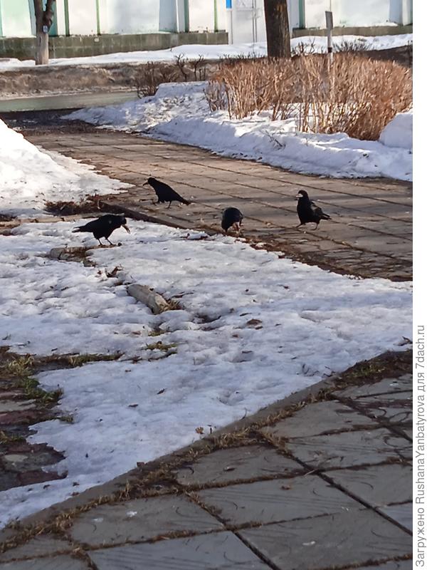 Грачи собирают веточки и прелую листву