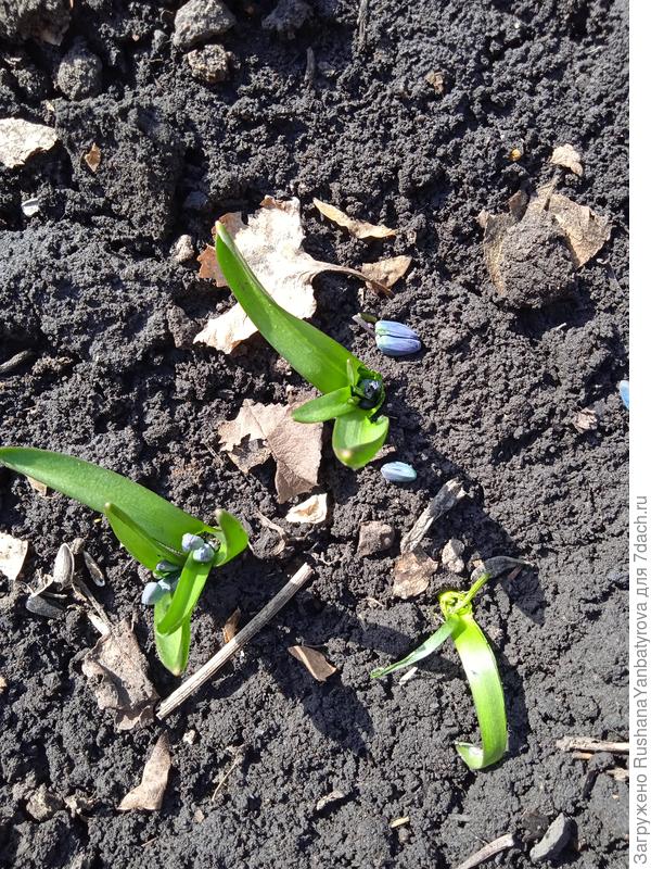 Откушенные бутоны пролески