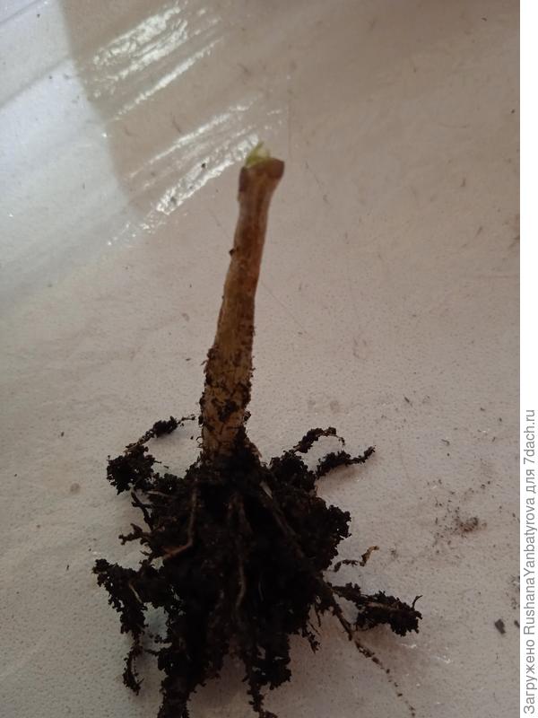 Вот, выдернула, показываю близко