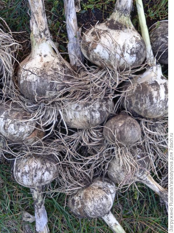 Самые мелкие размером с крупный чеснок