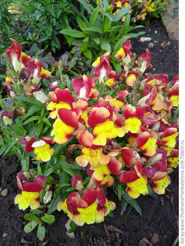 Львиных зевов не меньше!