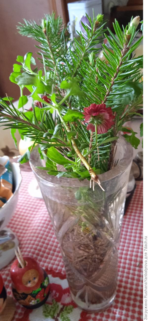 Результат! Это уже четвёртый черенок.