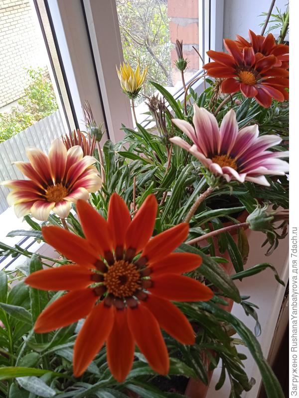 Вот, из своих семян.