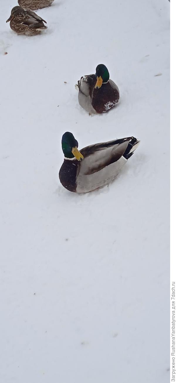 Наши уточки.