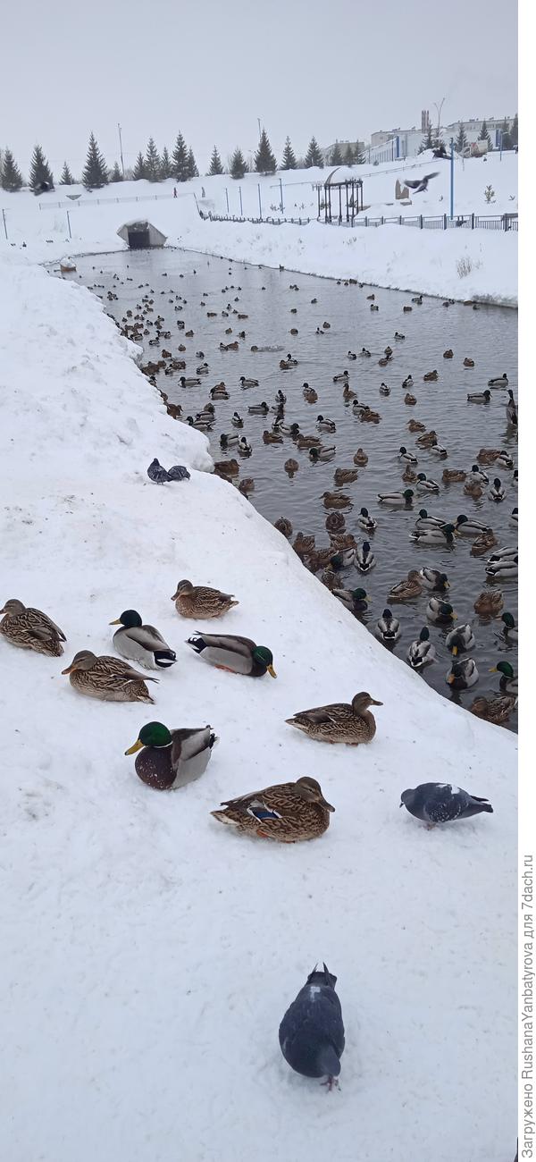 И голуби тут же.