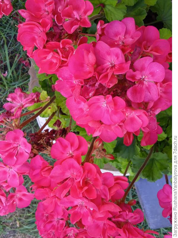 В грунте цветение богаче, чем дома.