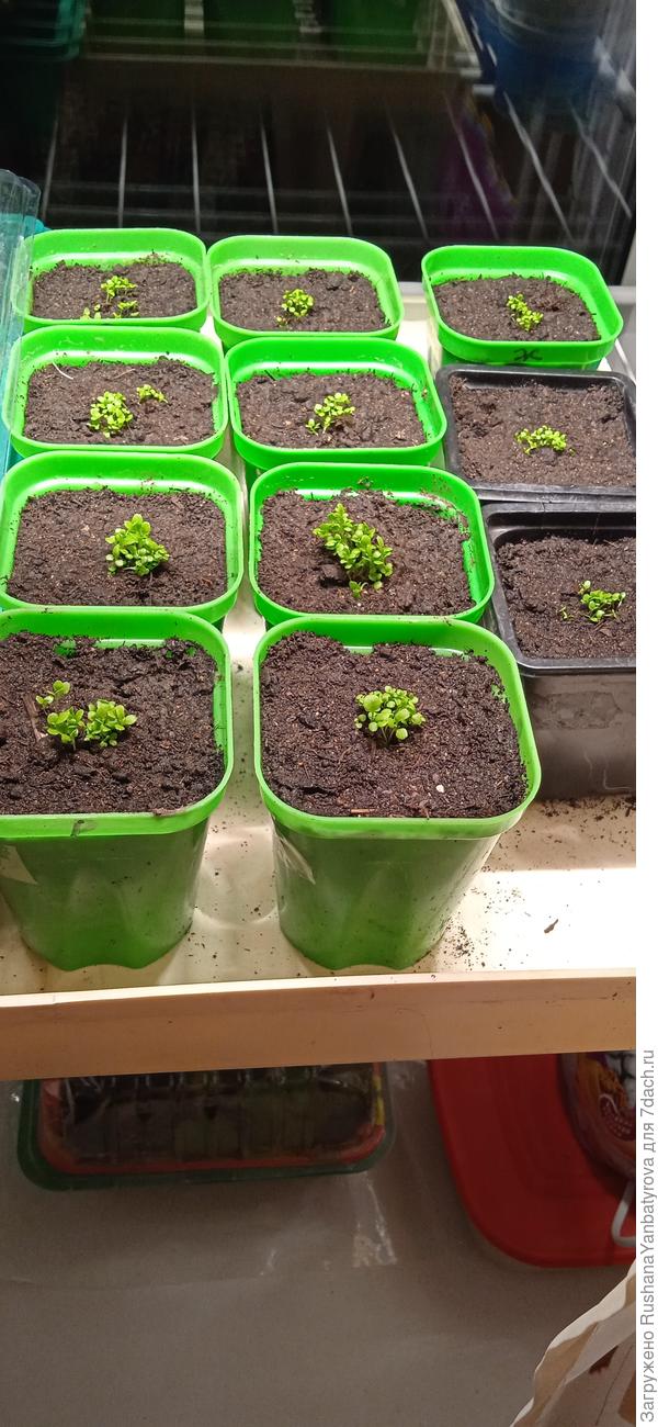 А это лобелии, которые росли в таблетках. Таблетки разделила на 3-4 части