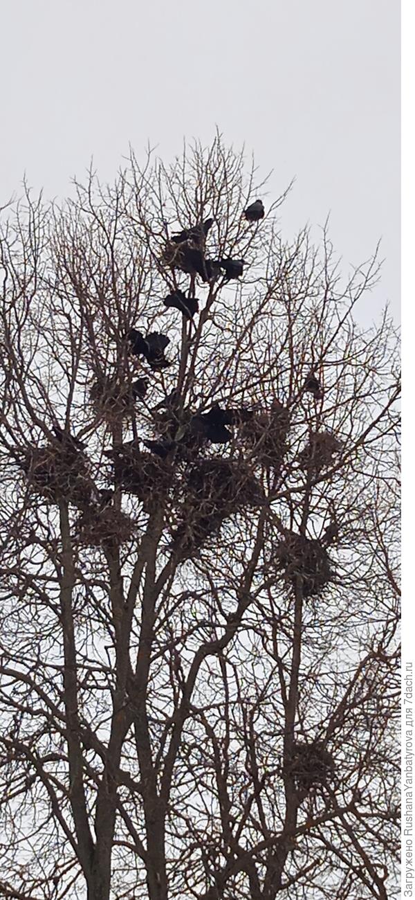 Не дерево, а грачиное общежитие! И гвалт, как на кухне!