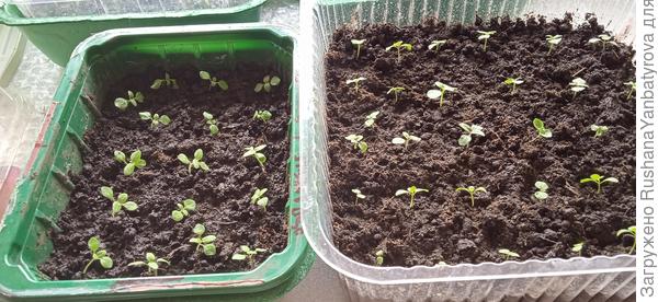 Стало так. Это львята