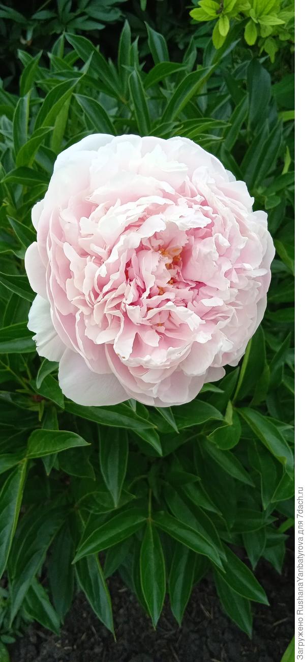 Безымянный.