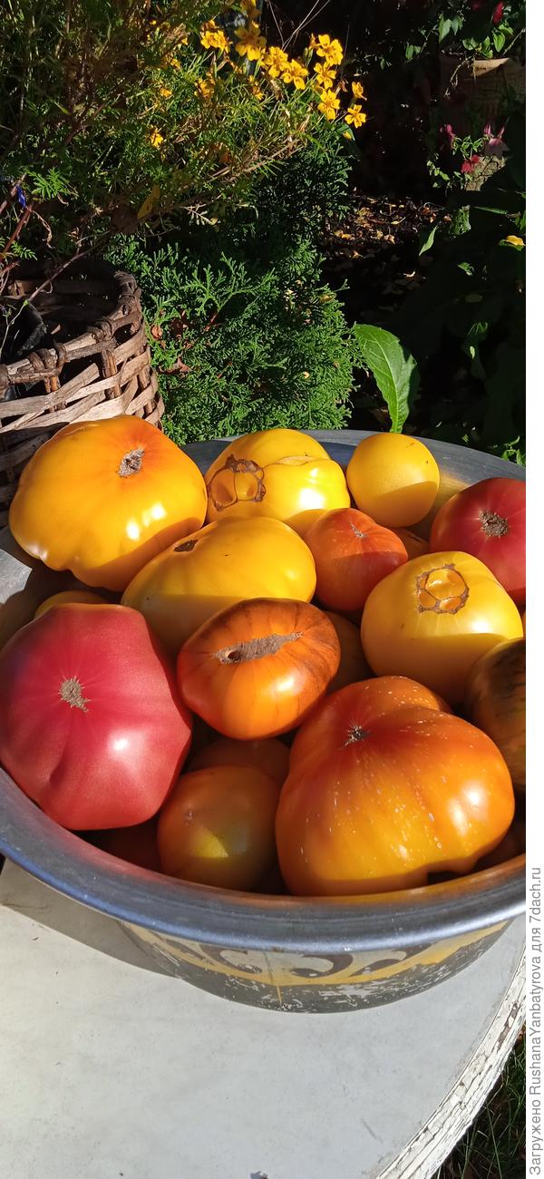 Душа радовалась урожаю!