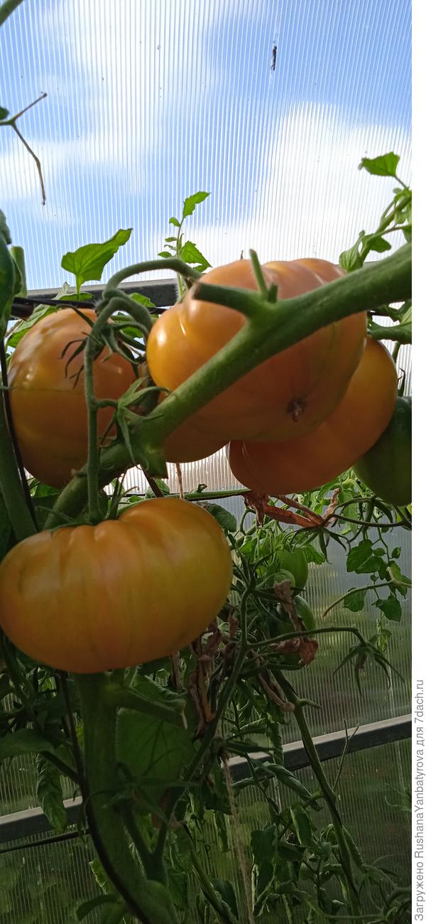 Крупный от Гаркаловой.