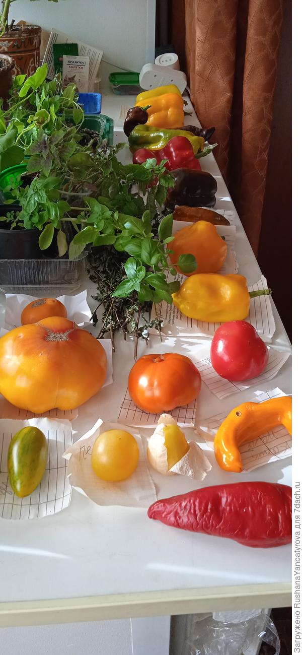 Перцы на семена.