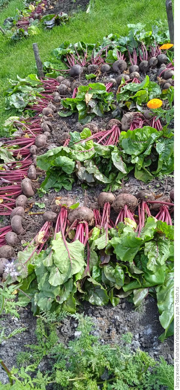 Вторая половина урожая лежит на соседней грядке.