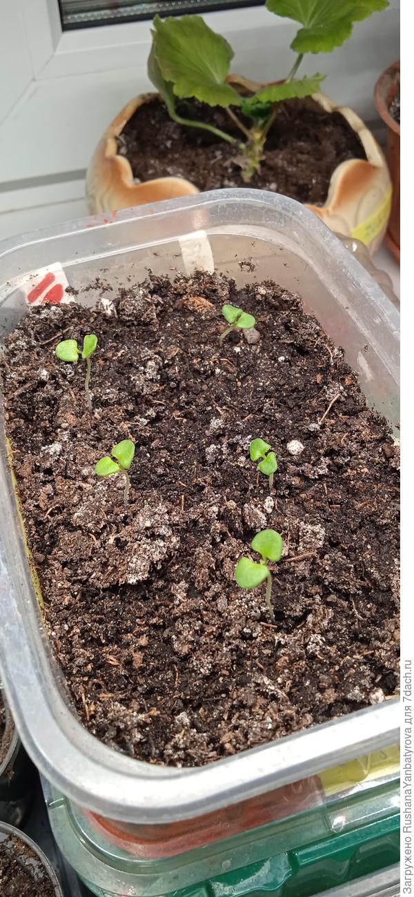 Лаванду белая.