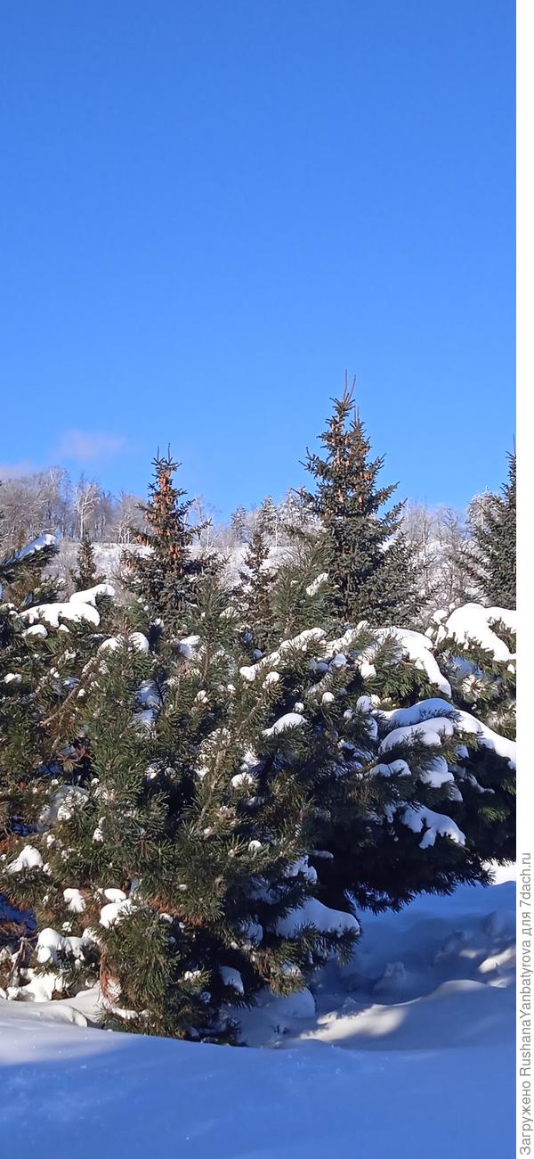 Снег белый и на морозе скрипучий.