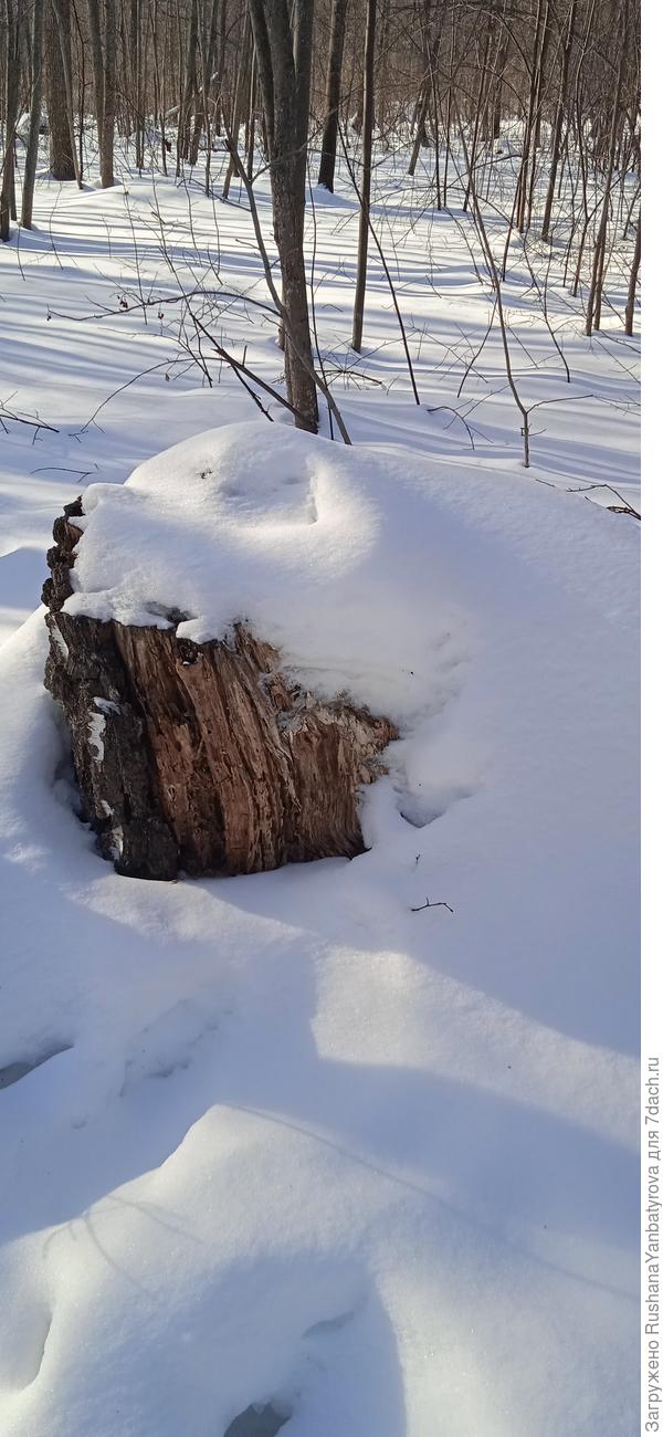 Какой чудесный пень! А на нём белый мишка лежит!